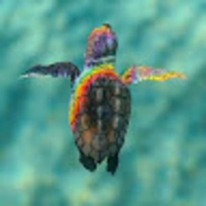 Meet your Posher, Carolina